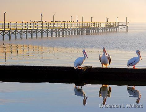 Perched Pelicans_4665-6.jpg - American White Pelicans (Pelecanus erythrorhynchos) photographed at Rockport, Texas, USA.